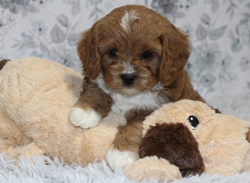 Best-Cavapoo-Puppies-for-sale-in-Kingston-New-York.jpg