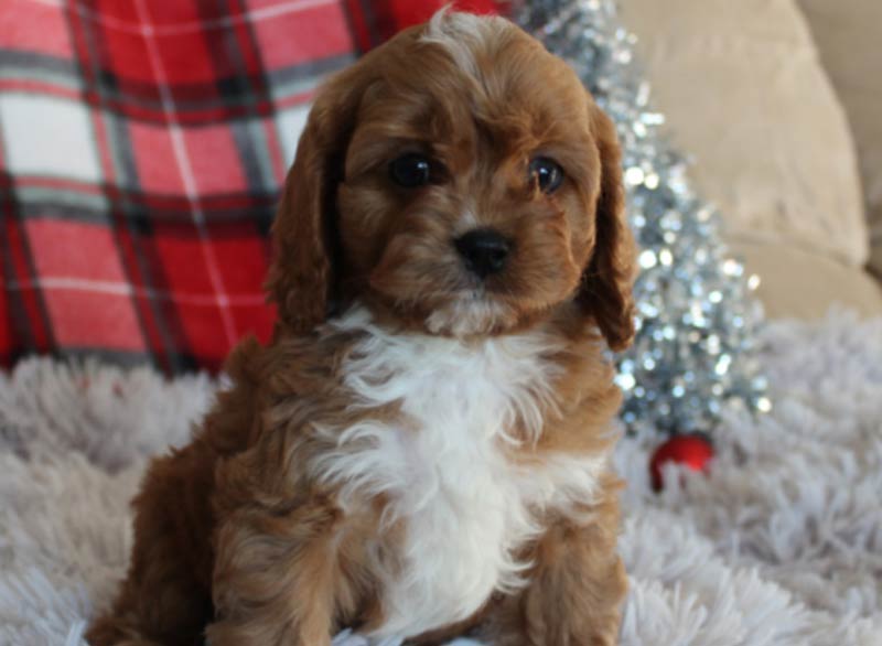 Best-Park-View-Washington-D.C.-Cavapoo-Puppy-Breeder.jpg